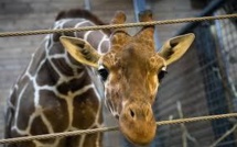 Un girafon en parfaite santé euthanasié au zoo de Copenhague