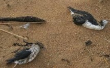 Des milliers d'oiseaux marins morts d'épuisement après les tempêtes