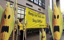 Australie: procès d'un fermier contre son voisin pour contamination par OGM de ses cultures