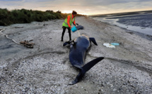 Nouvelle-Zélande: une vingtaine de cétacés échoués retrouvés morts