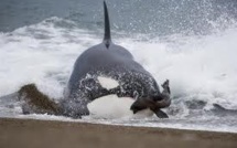 Échouages de neuf orques en Nouvelle-Zélande