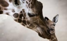Un autre girafon appelé Marius menacé d'euthanasie au Danemark