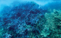 Australie: la Grande Barrière de corail victime d'un "vaste blanchissement"