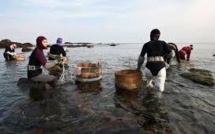 Trois jours après leur disparition, des plongeuses japonaises retrouvées agrippées aux coraux