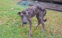 Élections municipales en Polynésie : et les animaux alors ???