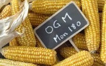 Course contre-la-montre pour éviter des champs de maïs OGM en France
