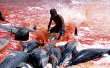 Îles Salomon : reprise des abattages de dauphins