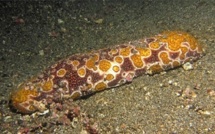 La pêche commerciale de rori rouverte dans certains lagons des Tuamotu