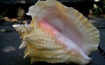 Martinique: saisie record de près de 2 tonnes de lambis, un coquillage protégé