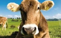 Découpe minute, vaches timbrées et un cri de cochon un peu fort dans le micro