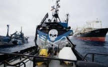 Antarctique: nouvel incident entre écologistes et baleiniers nippons