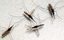 Un seul gène suffit à rendre le moustique résistant aux insecticides