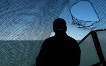 Au Mexique, "Opération miracle" pour sauver de l'extinction le marsouin du Pacifique