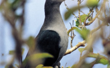 Oiseau endémique aux îles Marquises : le ‘upe a failli disparaitre