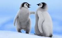 Deux bébés pingouins présentés au public dans un zoo de Hongrie