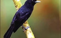 Préserver l’avifaune endémique: l’association Manu et le Monarque de Tahiti en vedette