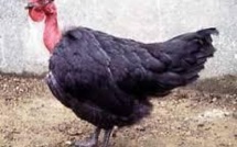 Demain, des poules "cou nu" ou des poissons végétariens