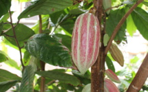 Les secrets du chocolat