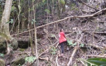 La sauvegarde du Monarque de Tahiti: une chaine de solidarité hors du commun