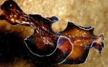 Une nouvelle espèce de ver plat découverte en Europe, une menace pour la biodiversité