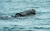 Dans l'Atlantique, des scientifiques au chevet des baleines noires