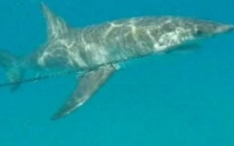 Championnats du monde de surf : un requin blanc de plus de trois mètres capturé à 300m du spot de ‘Snapper Rocks’