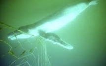 Tunisie: une baleine de 10 mètres meurt après s'être prise dans des filets de pêche