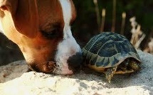 Afrique du Sud: un chien dressé pour renifler des tortues rares