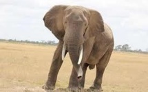 Les éléphants détectent les prédateurs humains au son de leur voix