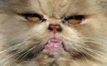 USA: terrorisés par leur chat persan, ils demandent l'aide de la police