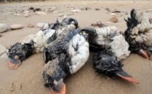 Echouage massif d'oiseaux marins: la LPO décide de porter plainte pour pollution