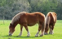 Des associations dénoncent le sort de chevaux exportés d'Améique vers la France