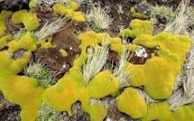 Des mousses antarctiques revivent après 1.500 ans d'hibernation sous la glace