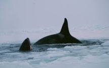 Canada: mort d'une trentaine de dauphins piégés par les glaces