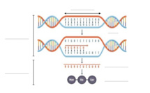 Mieux comprendre l’ADN