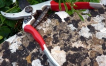 Une vahine blesse son tane à coups de sécateur