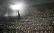 L'urine humaine, un engrais inattendu, mais efficace et moins polluant