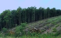 Les terres boisées continuent à régresser à l'échelle mondiale