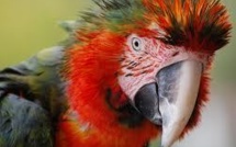 Quatre ans ferme pour des cambrioleurs trahis par un perroquet