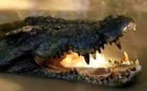 L'Australie renonce à son projet de safaris aux crocodiles