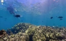 La recherche en milieu marin va bénéficier du programme d'investissements d'avenir