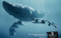 Sea Shepherd militera dans l'Atlantique si Tokyo cesse sa chasse aux baleines