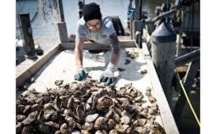 L'huître au menu, pour sauver la baie de Chesapeake
