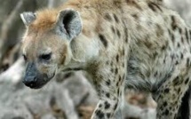 Une hyène dévore le pénis d'un homme en Zambie