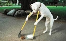 Espagne: un détective pour pister les maîtres qui ne ramassent pas les crottes de chien