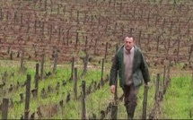 Une amende infligée à un viticulteur bio qui a refusé de traiter ses vignes