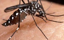 Dengue en Polynésie: l'épidémie persiste et s'aggrave