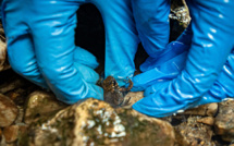 “Fusée” et “Arlequin”, des grenouilles contre une mine en Equateur