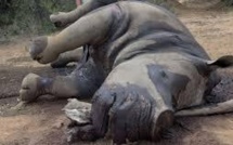 Massacres de rhinocéros en Afrique du Sud en hausse depuis le début de l'année