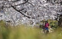 Japon: le mystère du cerisier de l'espace